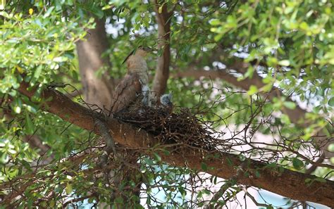 家裡有鳥窩|【家中有鳥築巢】鳥築巢兆頭！家中有鳥築巢的風水好運